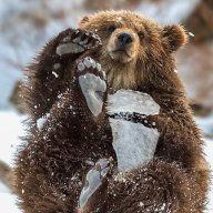 Савел